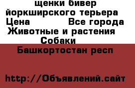 щенки бивер йоркширского терьера › Цена ­ 8 000 - Все города Животные и растения » Собаки   . Башкортостан респ.